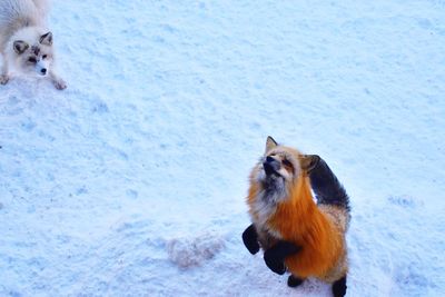 View of a dog on snow