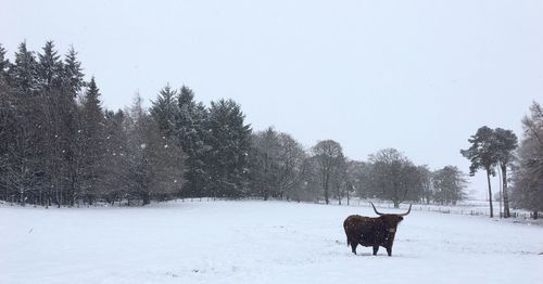 Horse on snow field against trees during winter