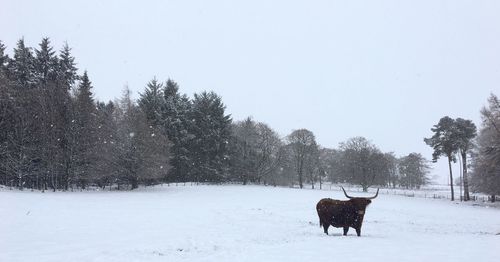Cow on snow field against trees during winter