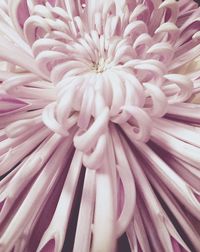 Full frame shot of pink dahlia