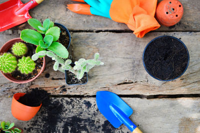 High angle view of potted plant