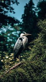 Close-up of a gray heron