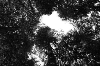 Low angle view of trees in forest against sky