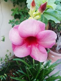 Close-up of pink flower