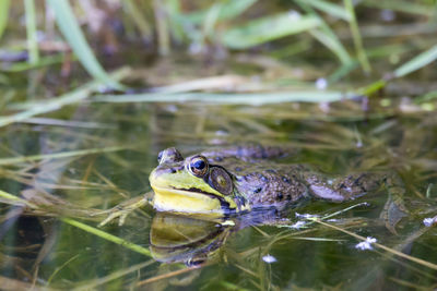 Toad resting at the surface of pond in léon-provancher marsh