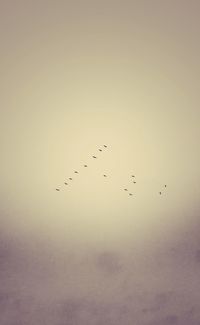 Bird flying over white background