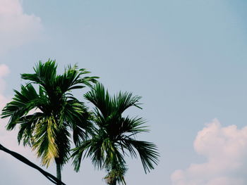 Low angle view of palm tree against sky
