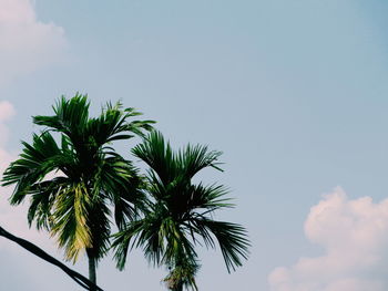 Low angle view of palm trees against blue sky