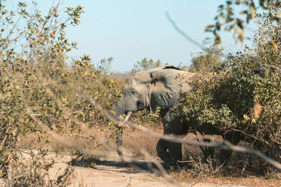 View of elephant on field against sky