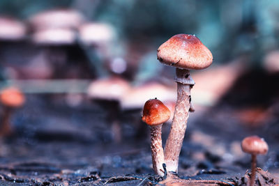 Close-up of mushroom growing on land