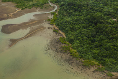 High angle view of road amidst trees