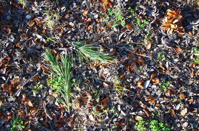Close-up of plants growing on field during autumn