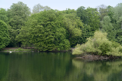 Scenic view of lake in forest