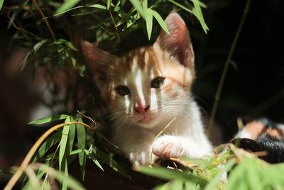 Close-up portrait of cat