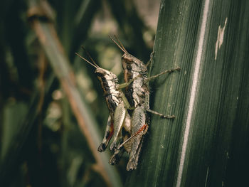 Close-up of insect on leaf