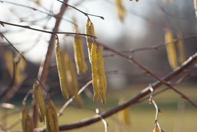 Close-up of plant on twig