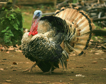 View of a bird on field turkey poultry animal