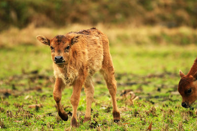 A calf staring at the camera in the field