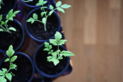 High angle view of potted plant