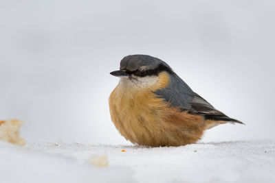 Close-up of a bird