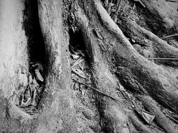 Close-up of tree trunk