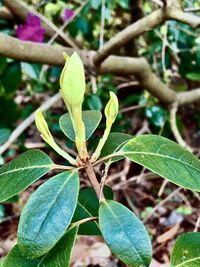 Close-up of plant