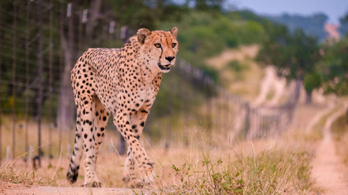 Cheetah standing on field