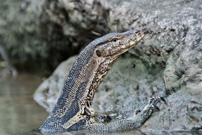 Close-up of asian water monitor by rock