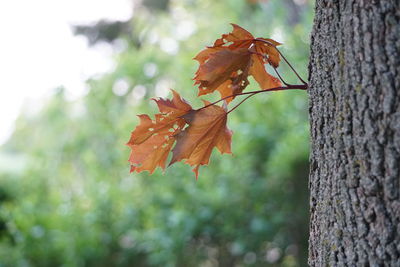 Close-up of maple leaf on tree