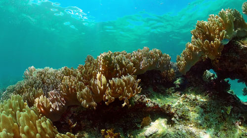 underwater