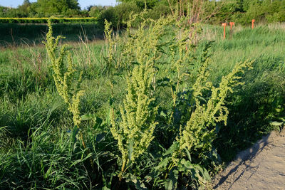 Plants growing on field