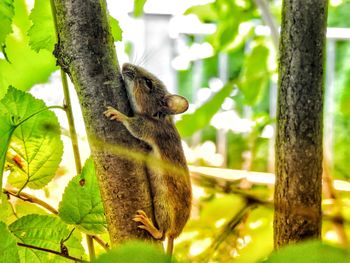 Close-up of squirrel on tree trunk