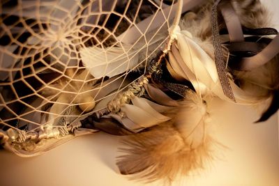 Close-up of feather