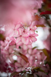 Close-up of pink cherry blossom tree