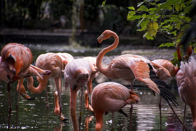 Birds in water