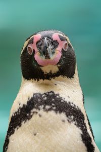 Close-up of penguin