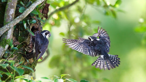 Bird flying over a tree