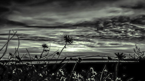 Close-up of silhouette plants on field against sky during sunset