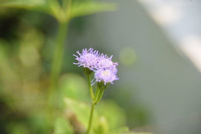 Close-up of purple flowering plant