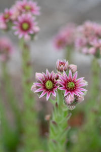 Close-up of pink flowering plant