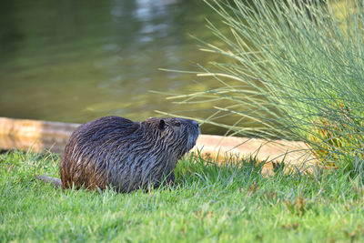 Wet nutria sits in the green grass in a city park