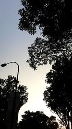 Low angle view of silhouette trees against sky
