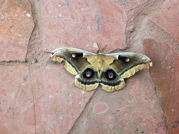 High angle view of butterfly on rock