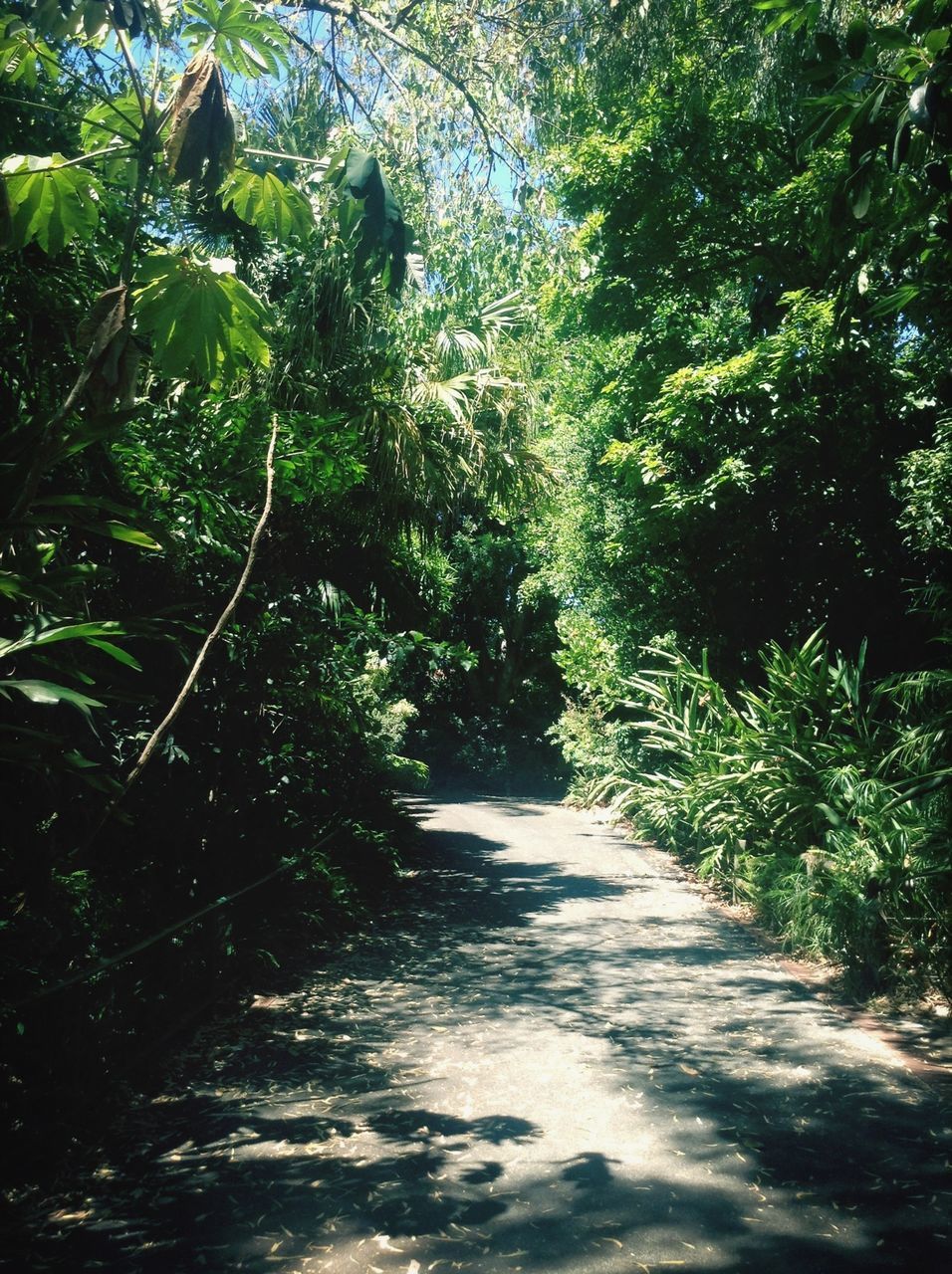 tree, the way forward, growth, green color, nature, tranquility, branch, forest, footpath, beauty in nature, tranquil scene, diminishing perspective, sunlight, plant, lush foliage, outdoors, day, no people, scenics, narrow