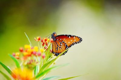 Close-up of butterfly pollinating on flower