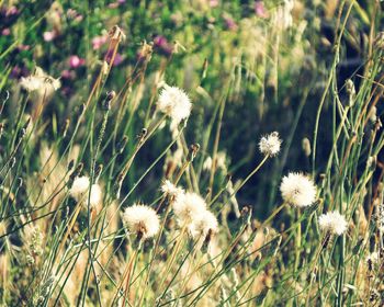 Close-up of white flowering plants on field