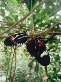 Close-up of butterfly