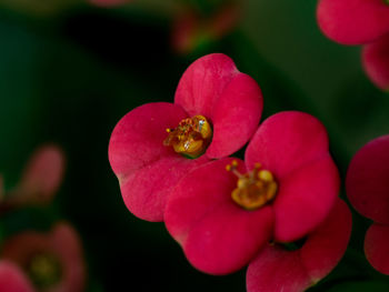 Close-up of honey bee on pink flowering plant