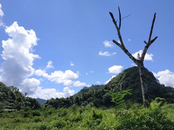 Low angle view of trees on landscape against sky