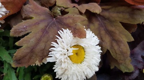 Close-up of white flowering plant leaves